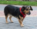 Szelki dla psa bezuciskowe odblaskowe regulowane lekkie ze smyczą XL